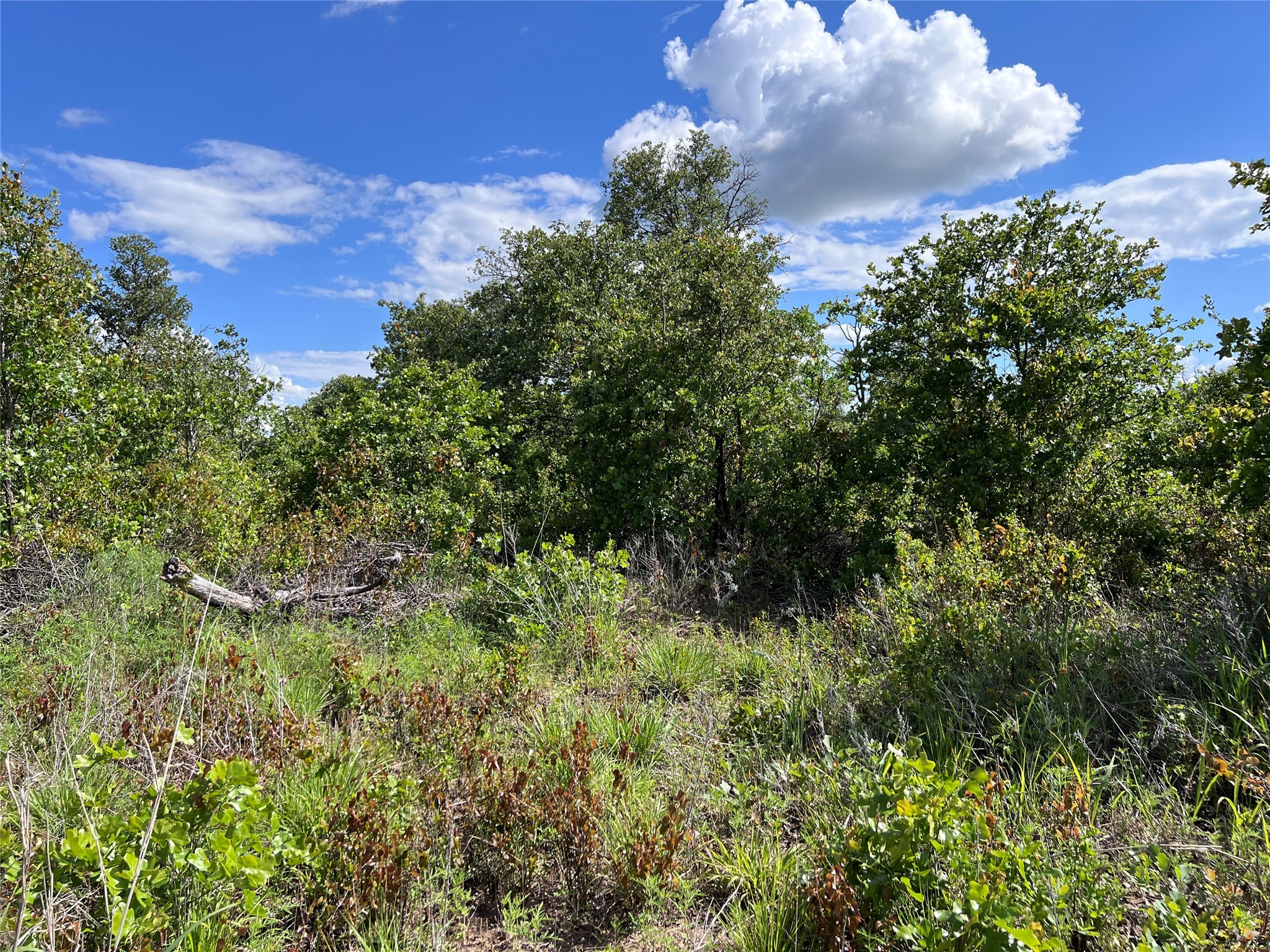 TBD LOT 12 Live Oak Trail