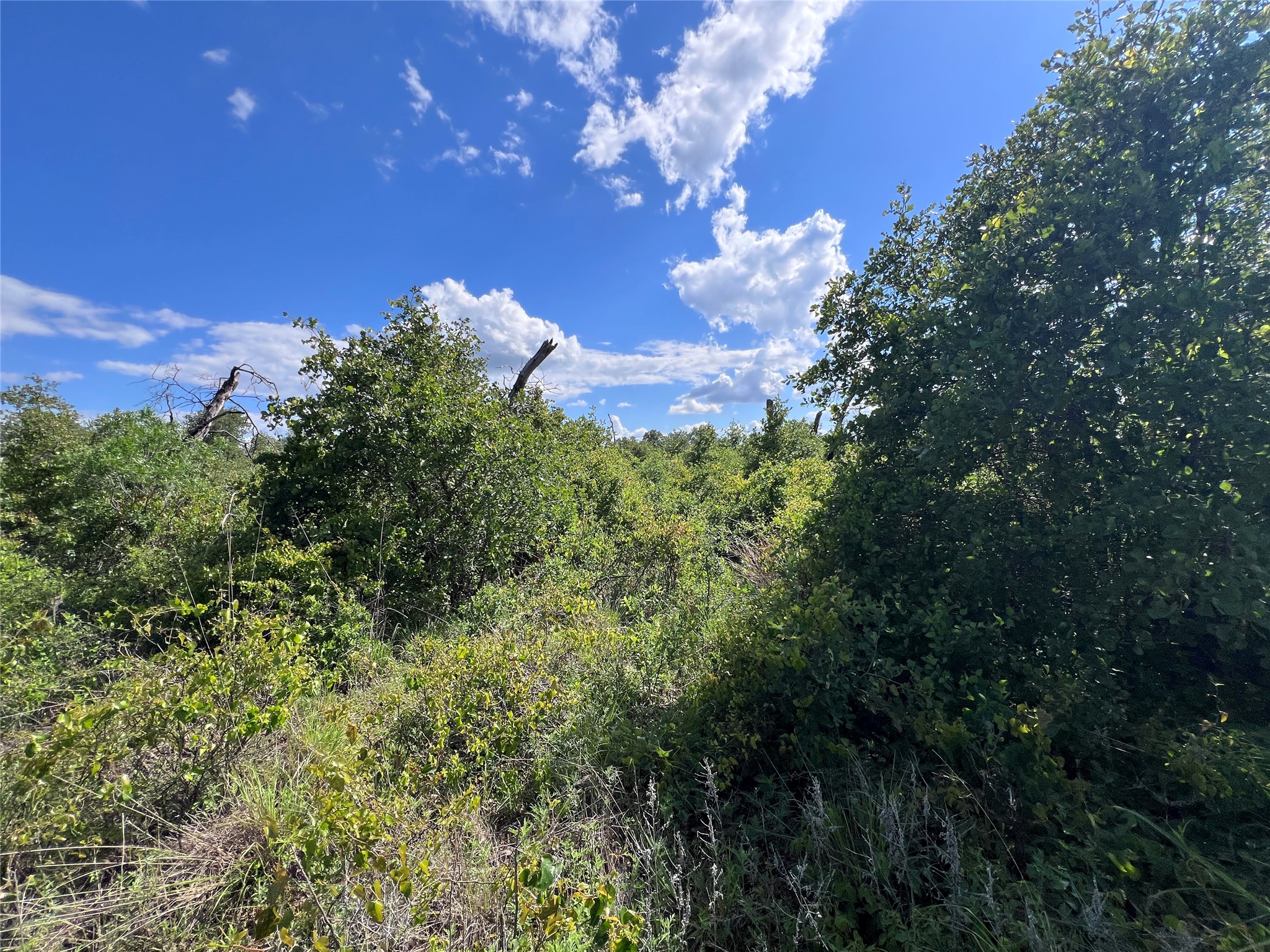 TBD LOT 12 Live Oak Trail