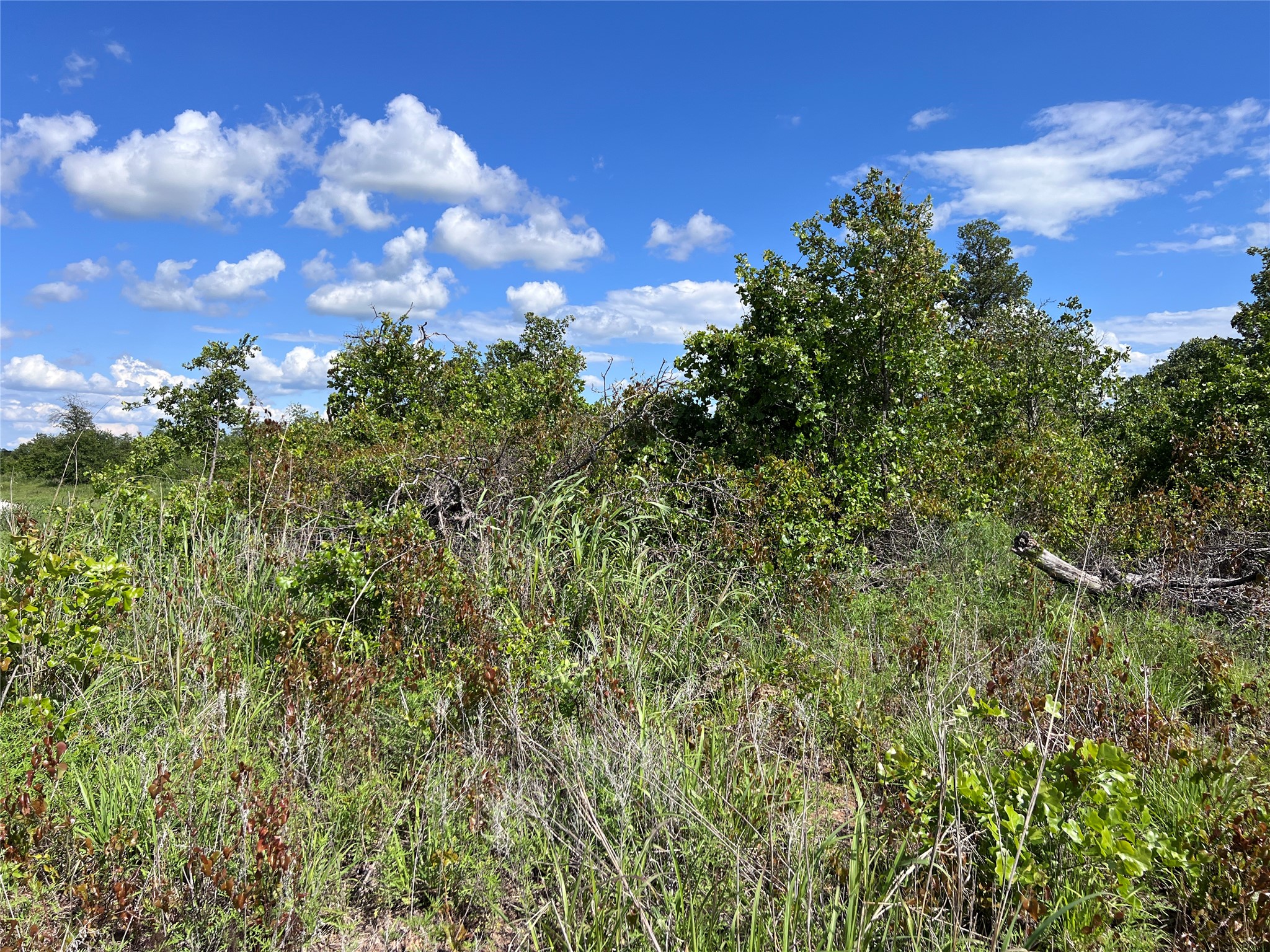 TBD LOT 12 Live Oak Trail