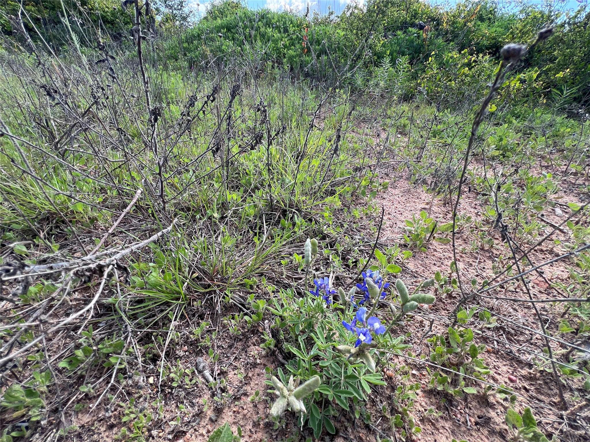 TBD Lot 1 Live Oak Trail