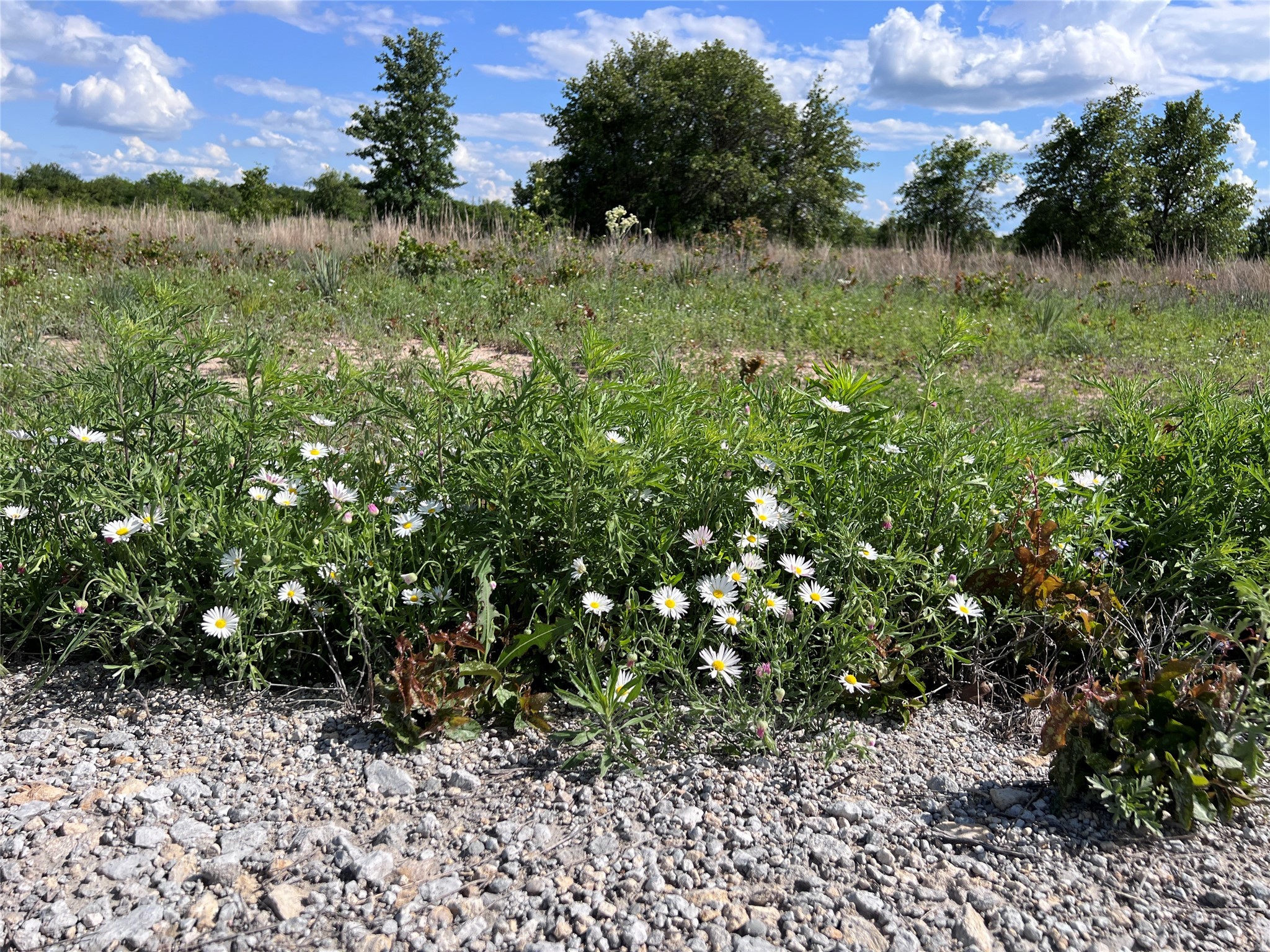 TBD Lot 3 Live Oak Trail