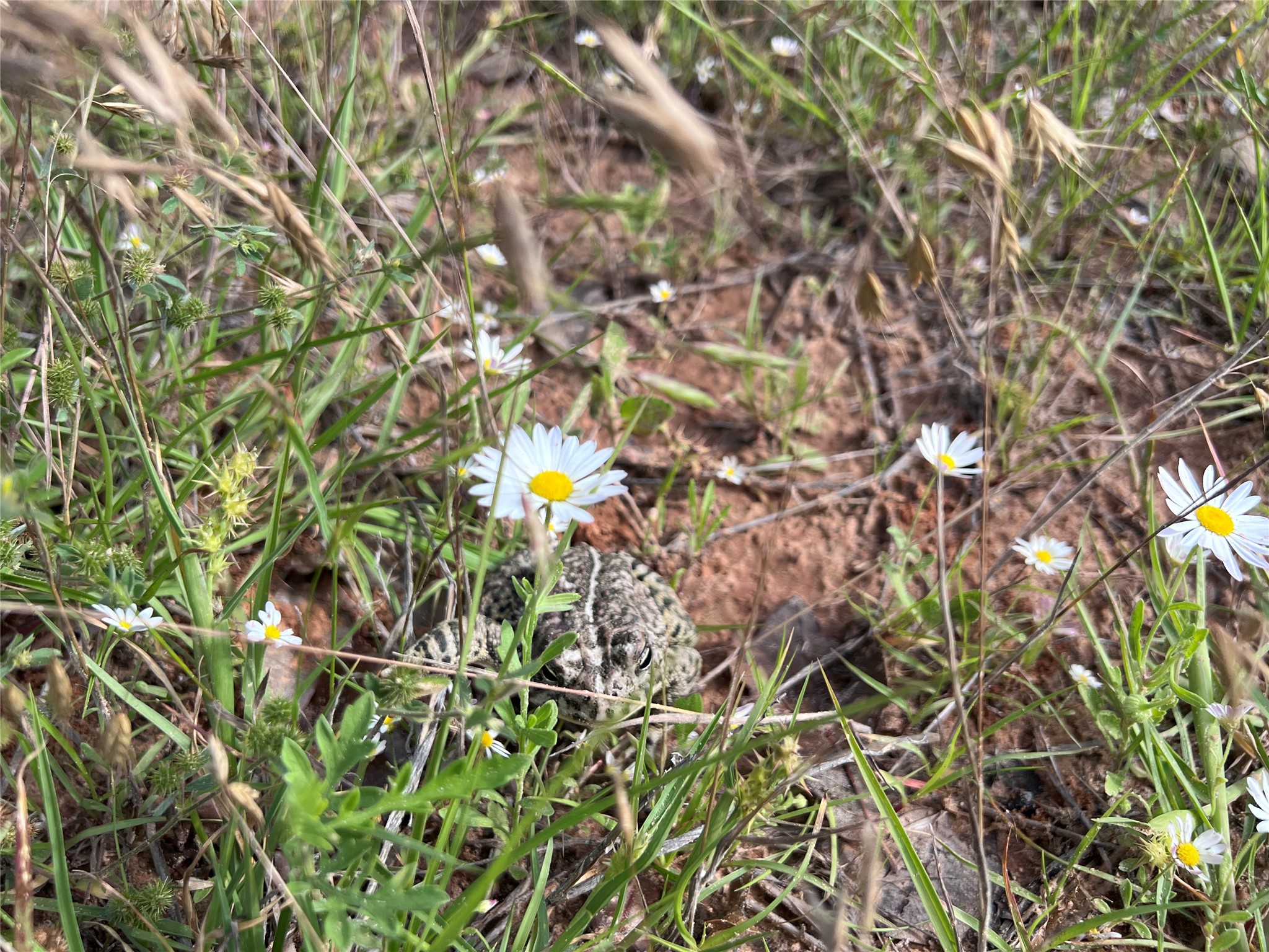 TBD Lot 7 Live Oak Trail