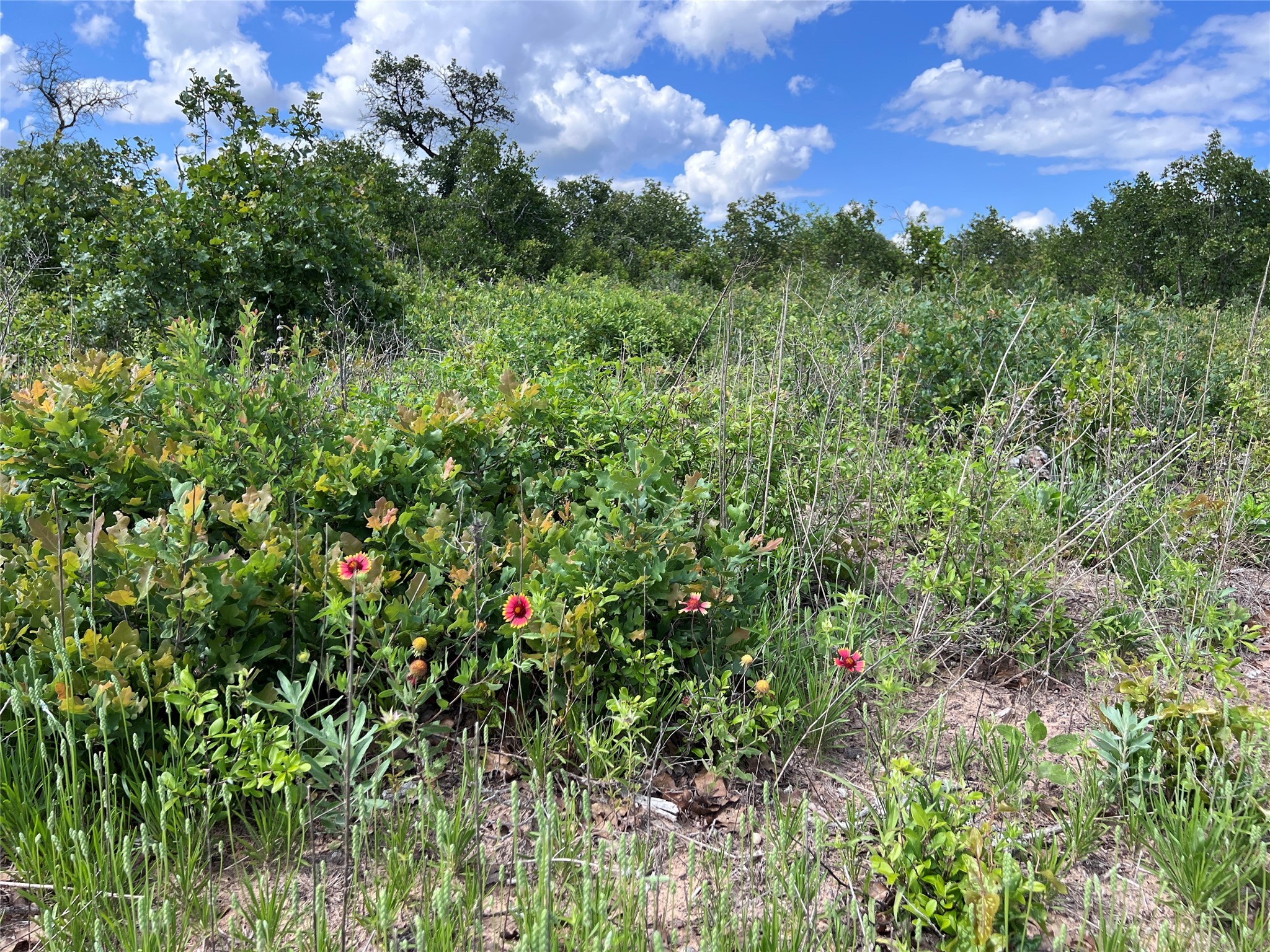 TBD Lot 7 Live Oak Trail