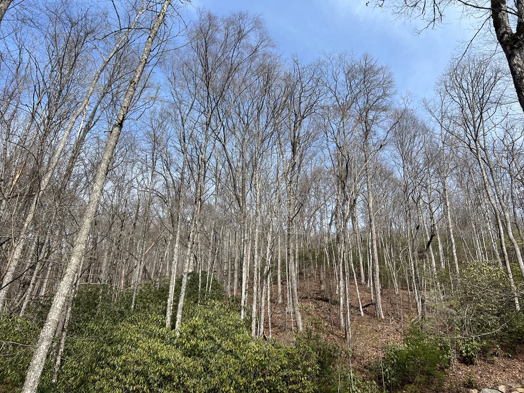 Lot 18 Black Bear Trail