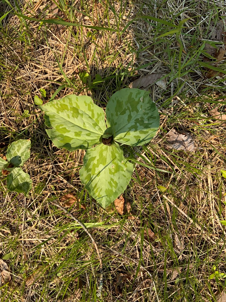 1000 Hyatt Creek Road