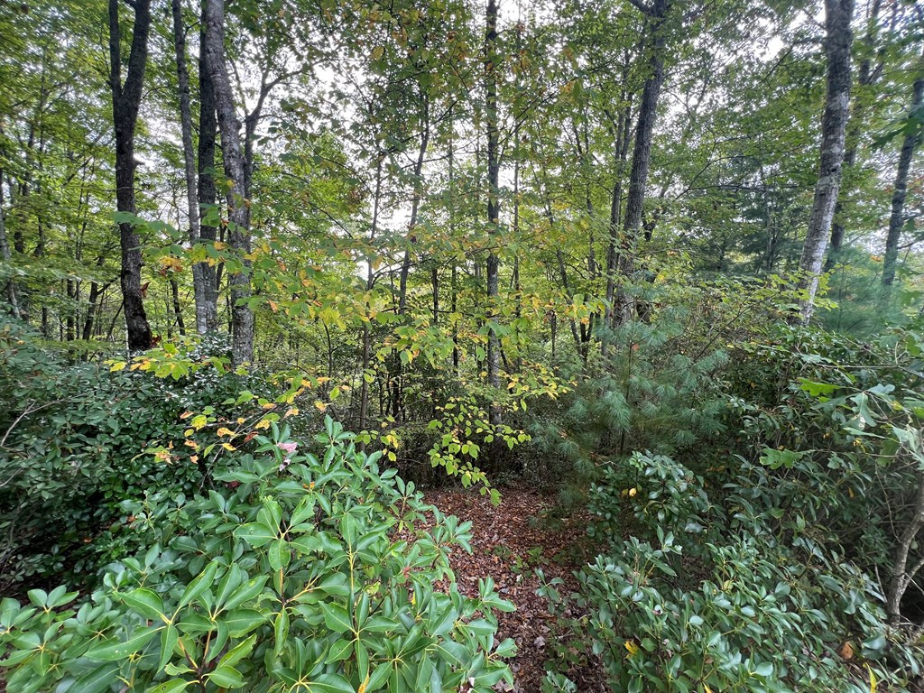 00 Pine Mountain Drive