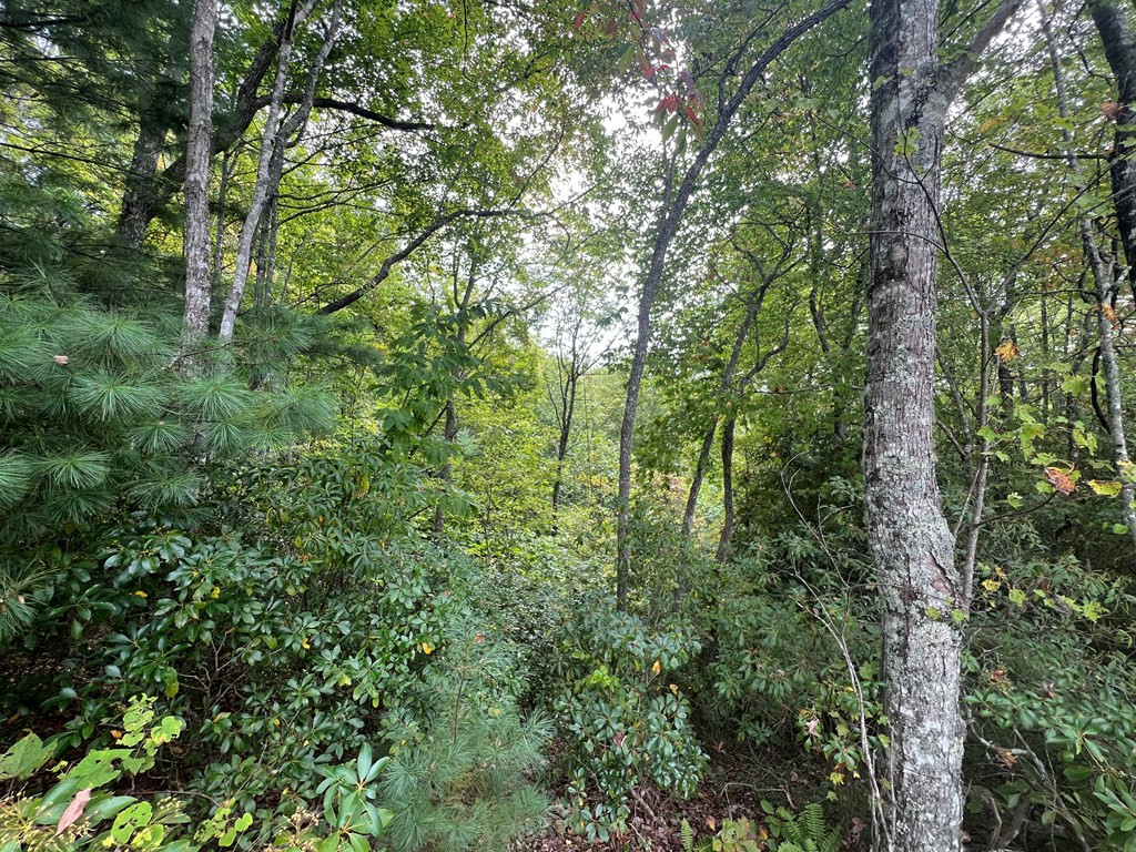 00 Pine Mountain Drive
