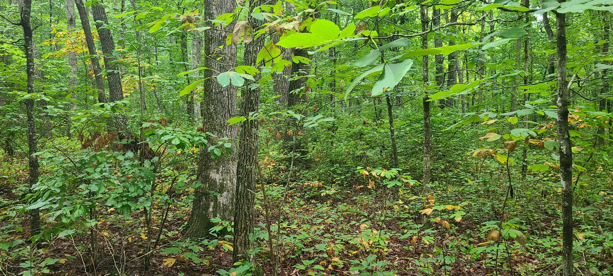 0 Deer Run Road