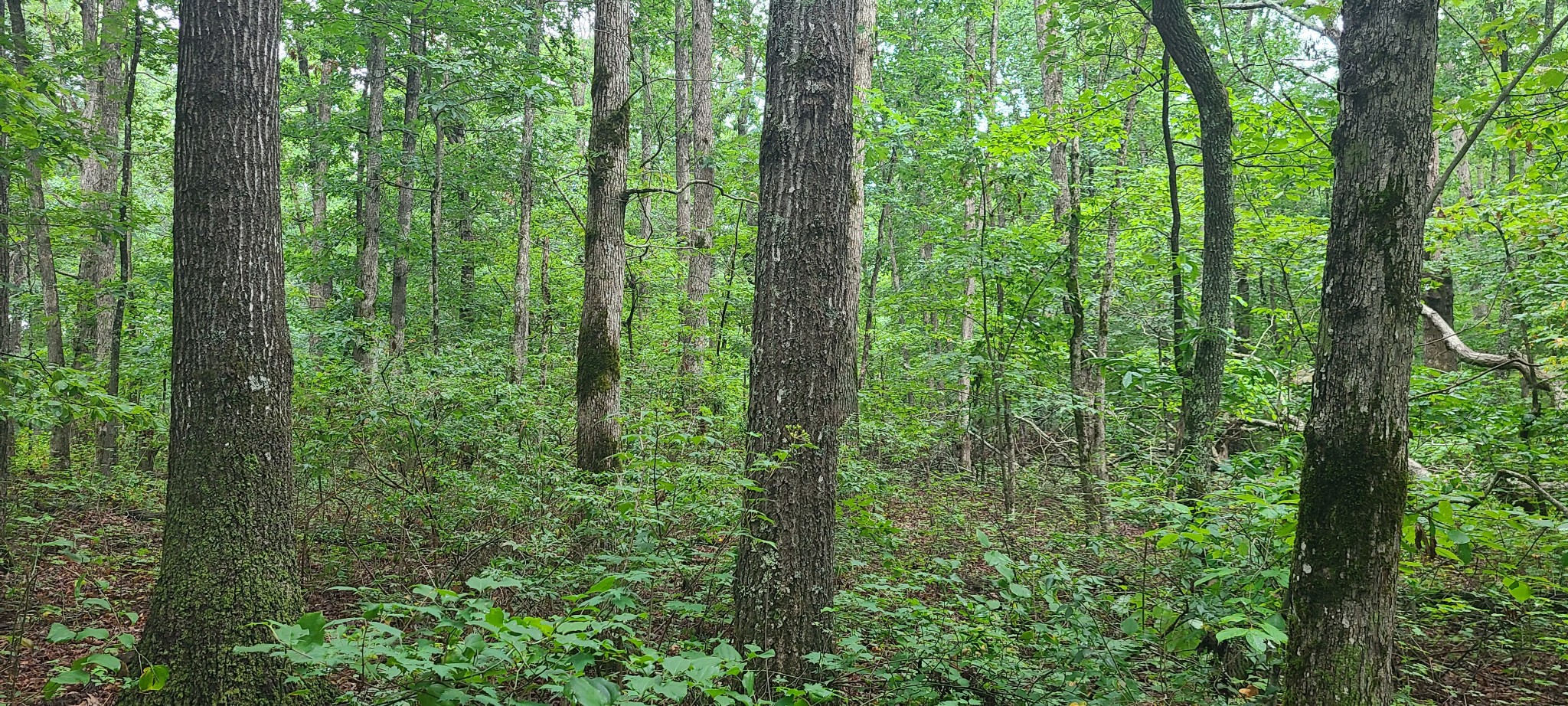 0 Deer Run Road
