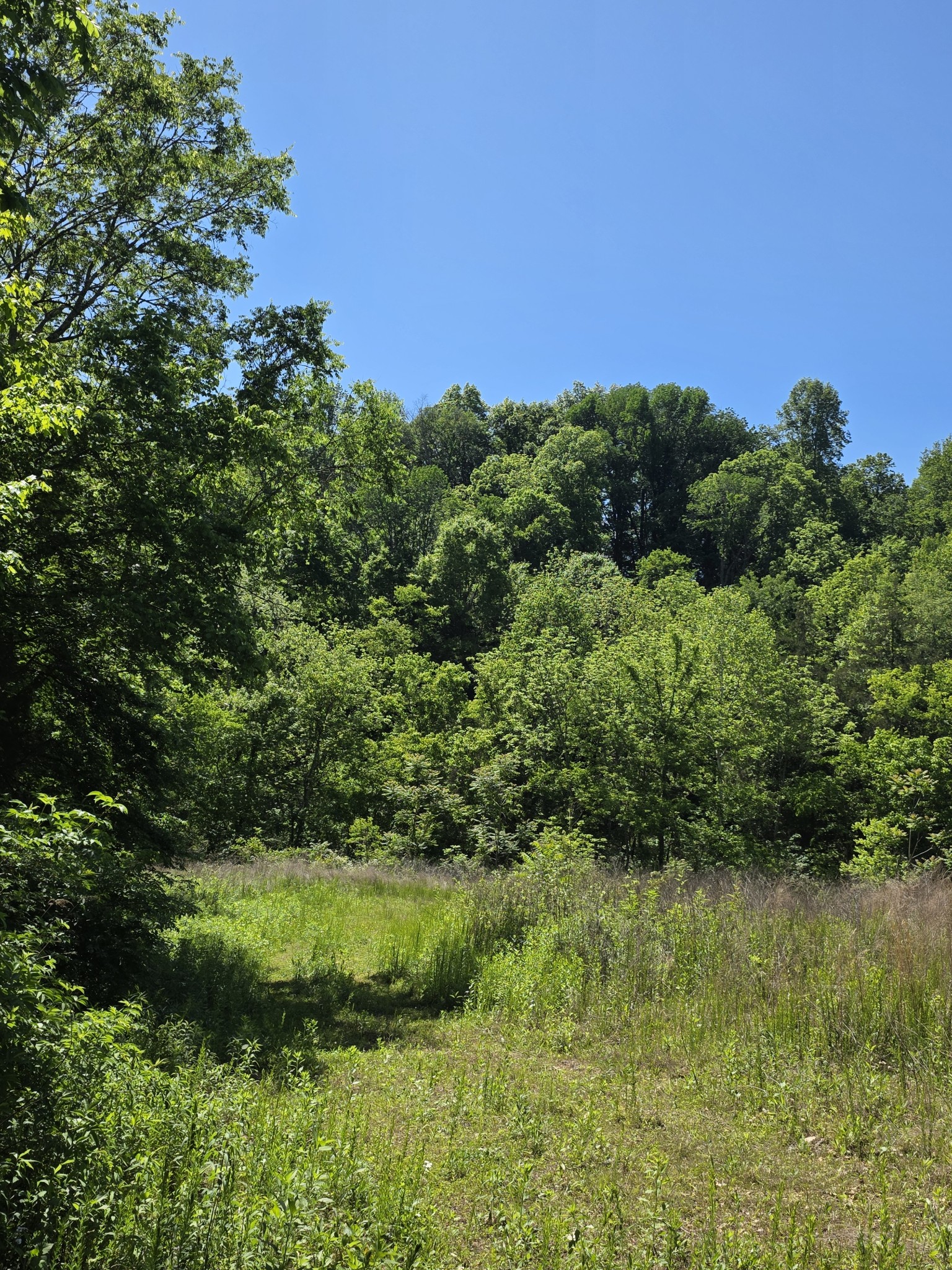 806 Brandon Hollow