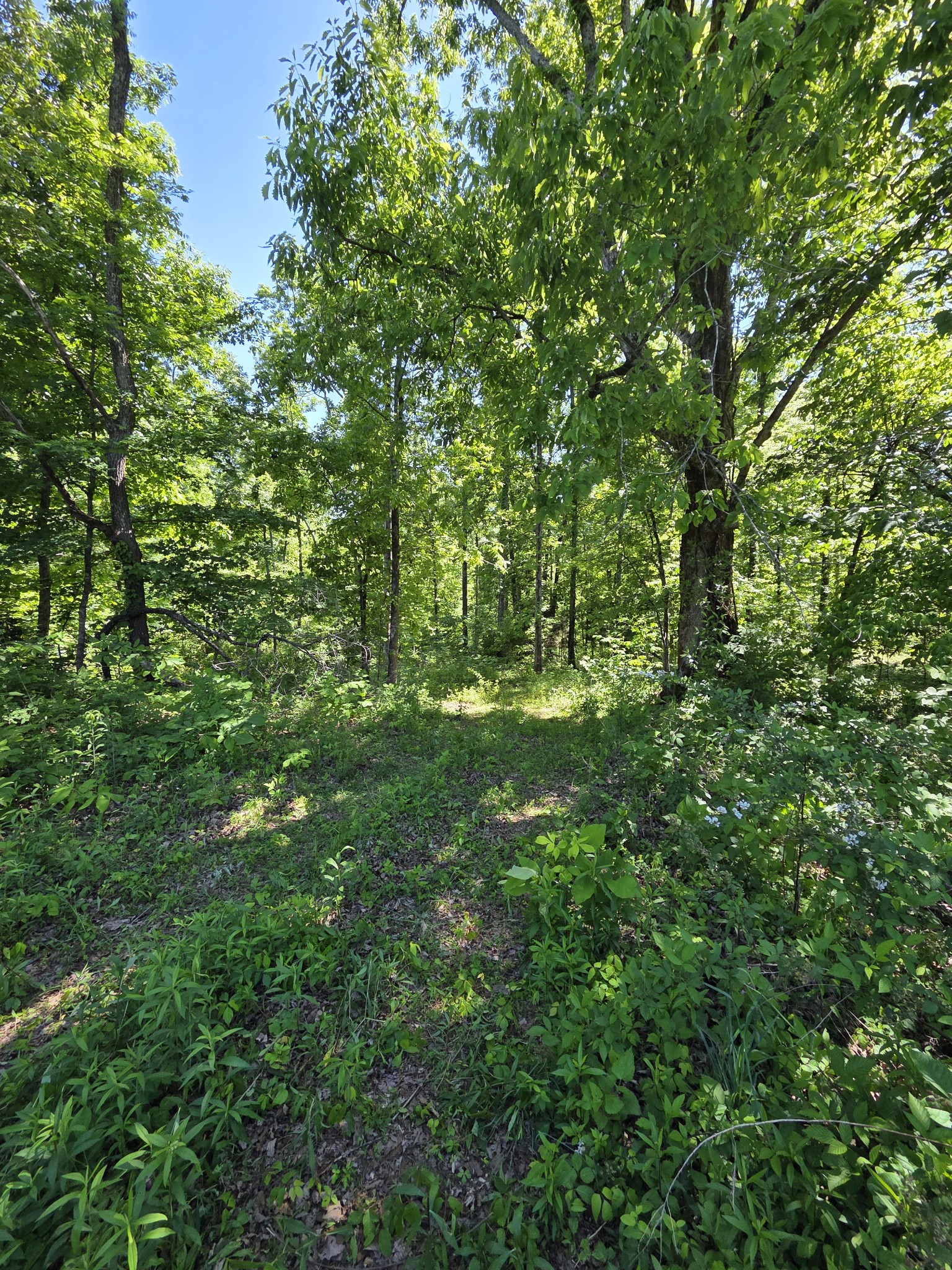 806 Brandon Hollow
