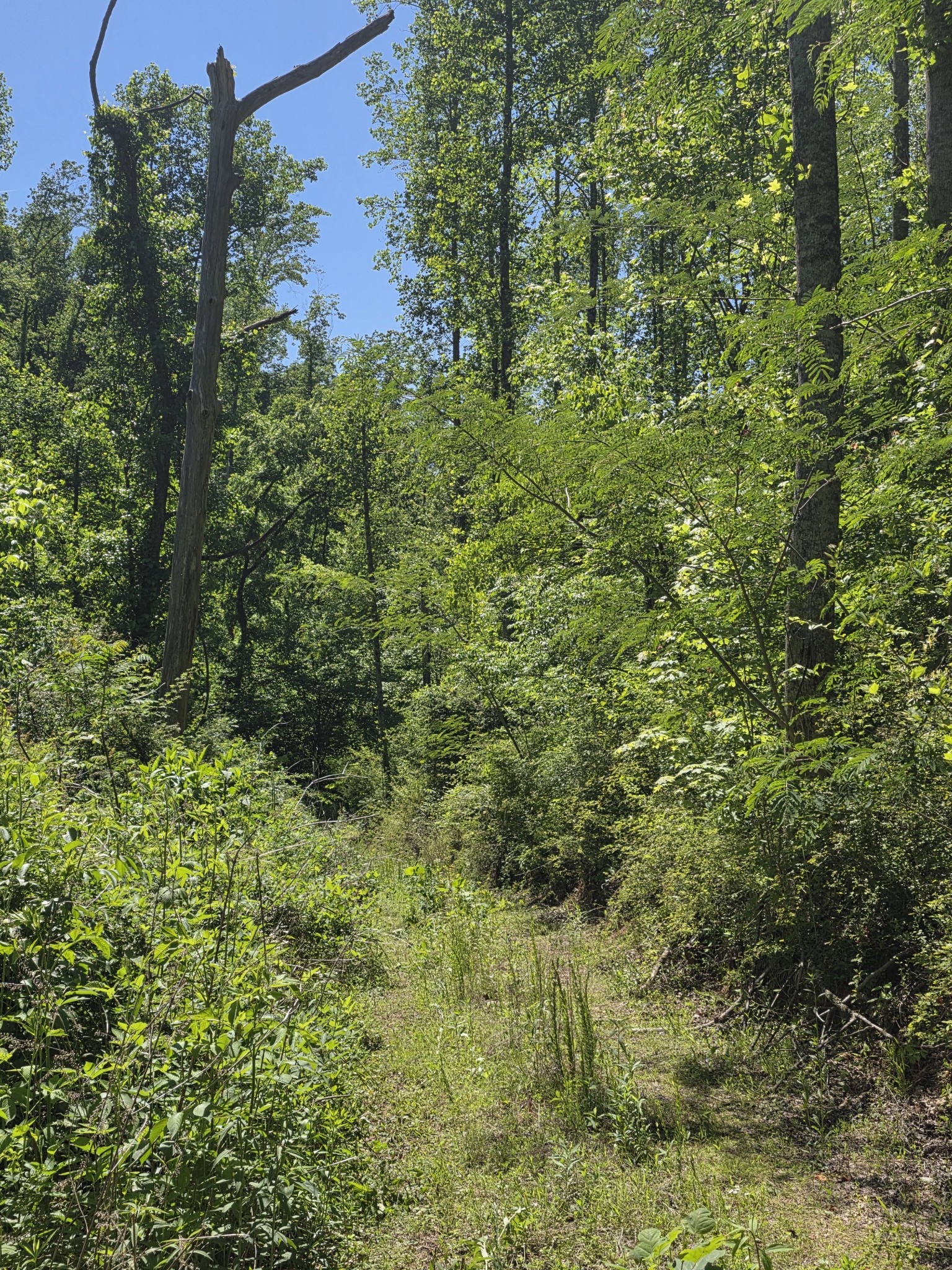 806 Brandon Hollow