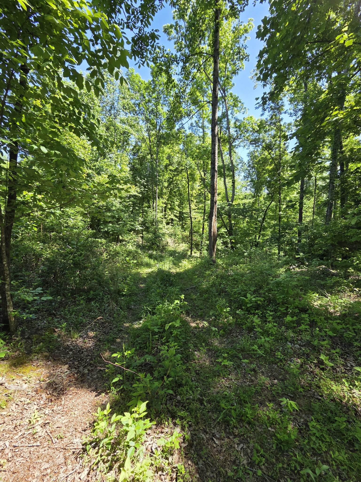 806 Brandon Hollow