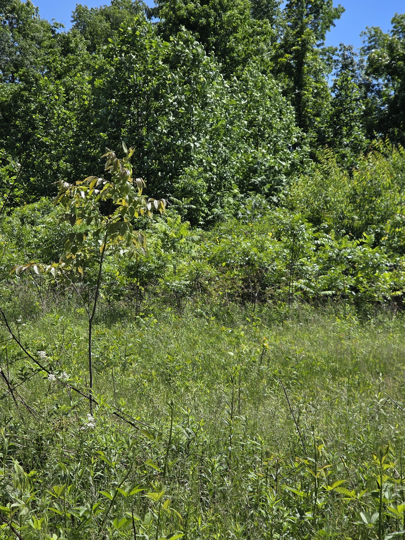 806 Brandon Hollow