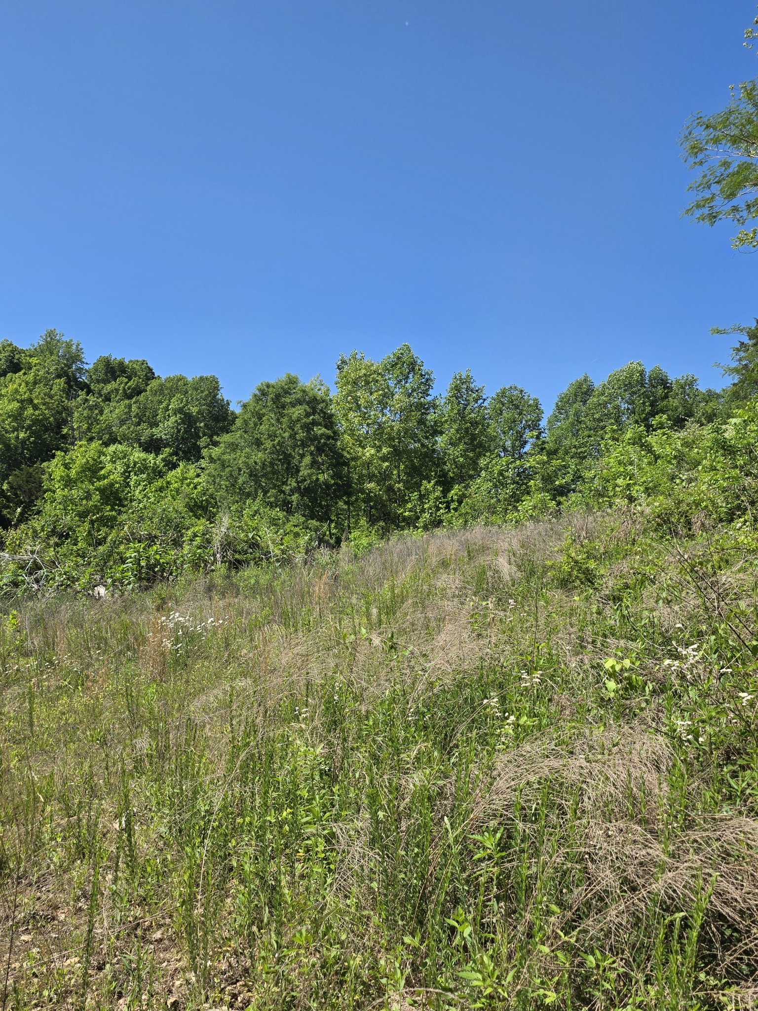 806 Brandon Hollow