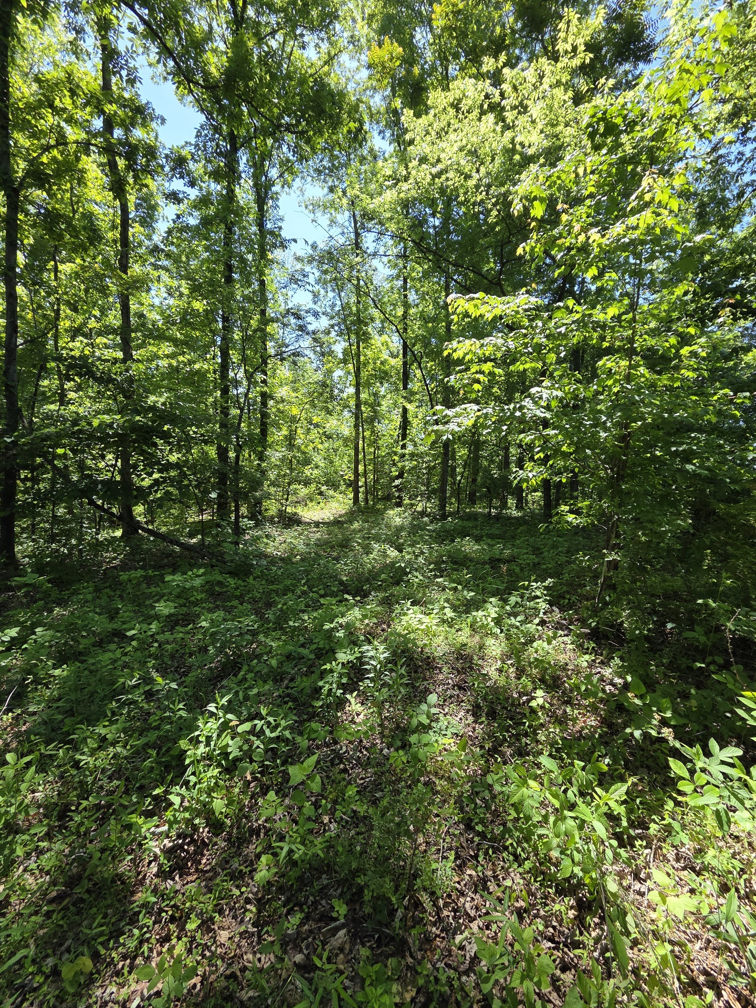 806 Brandon Hollow