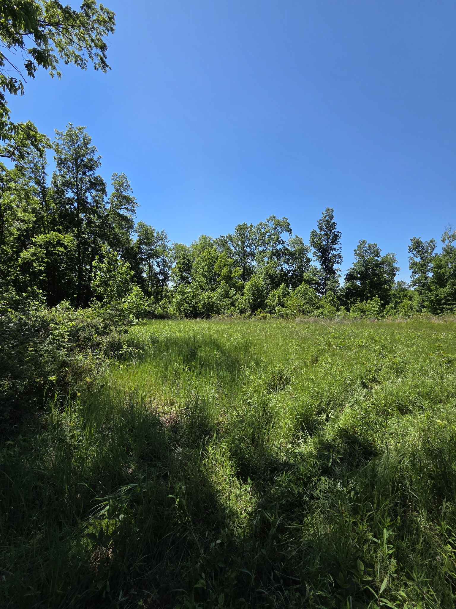 806 Brandon Hollow