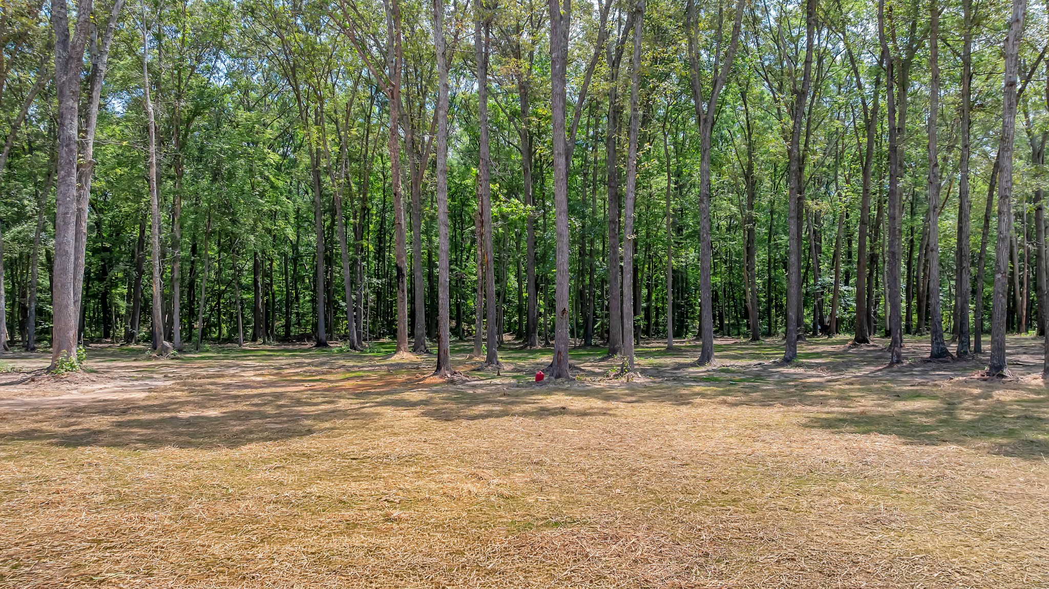 453 Dogwood Ln