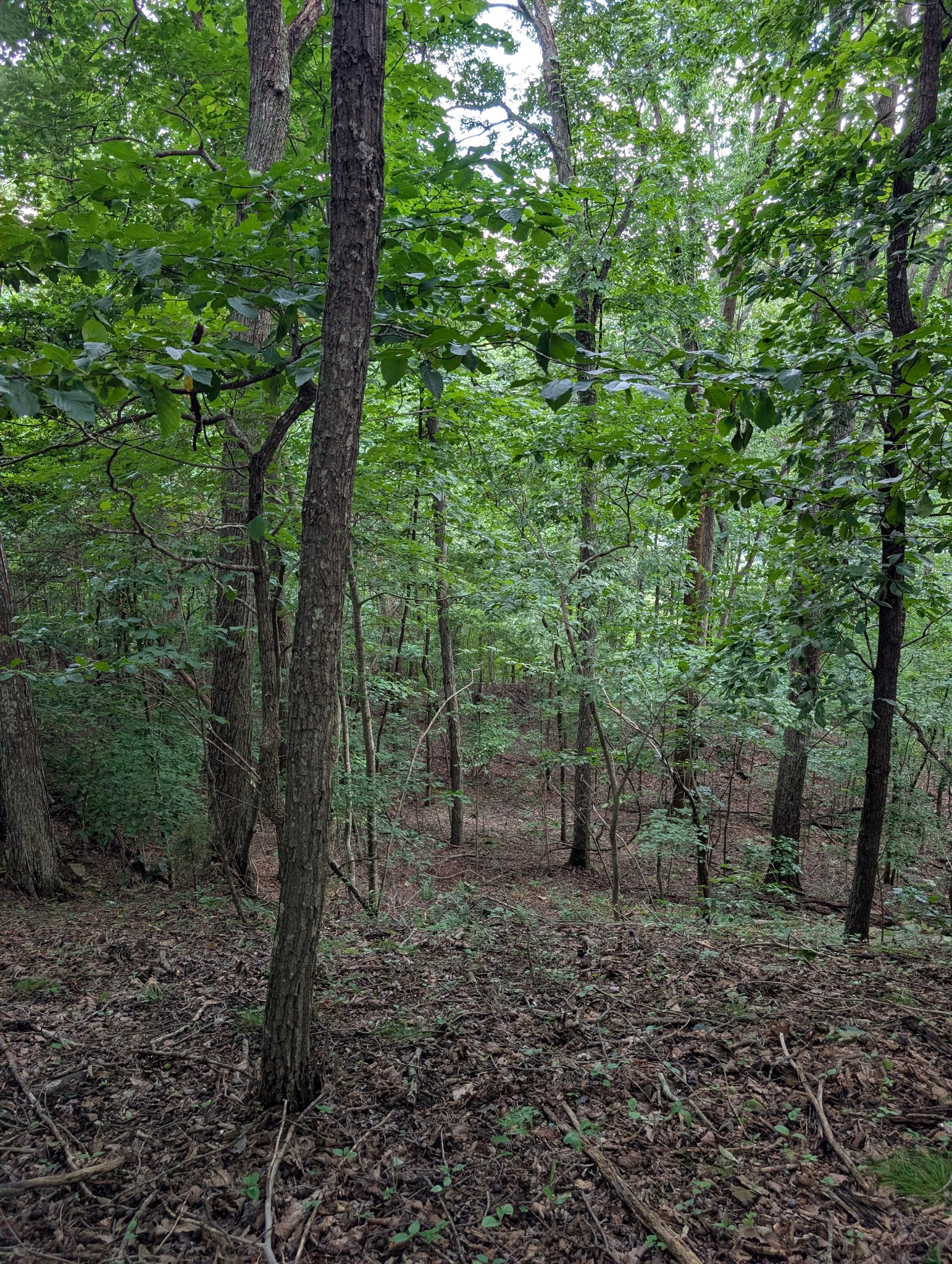 580 Preservation Dr