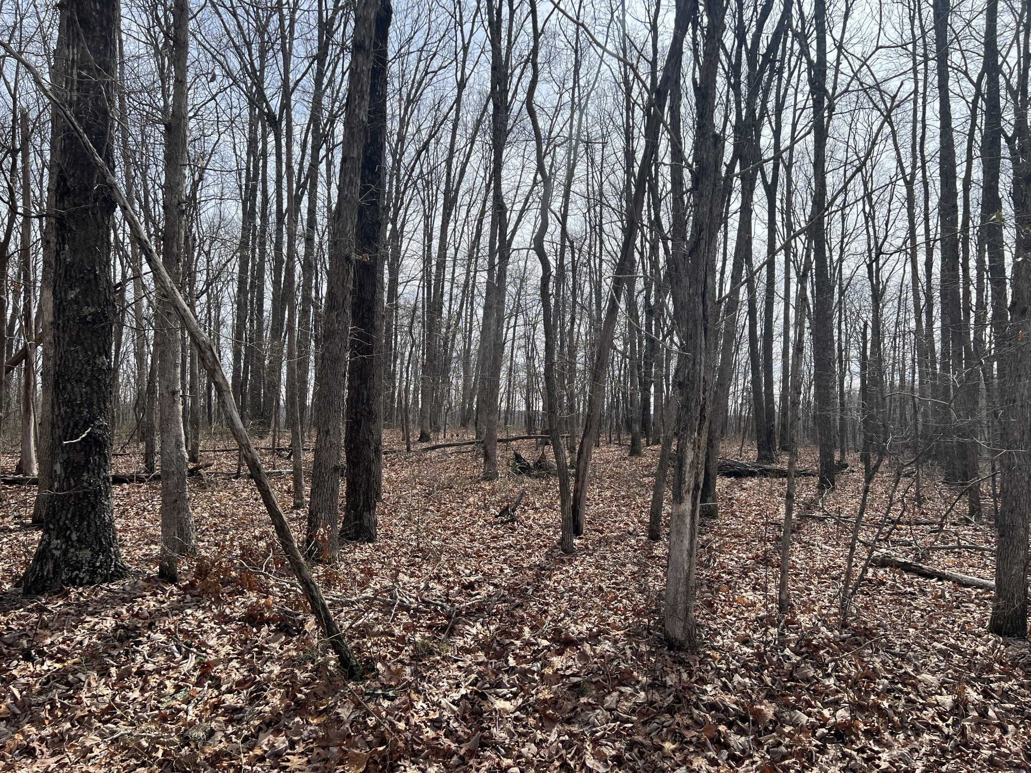 4441 Deer Run Road
