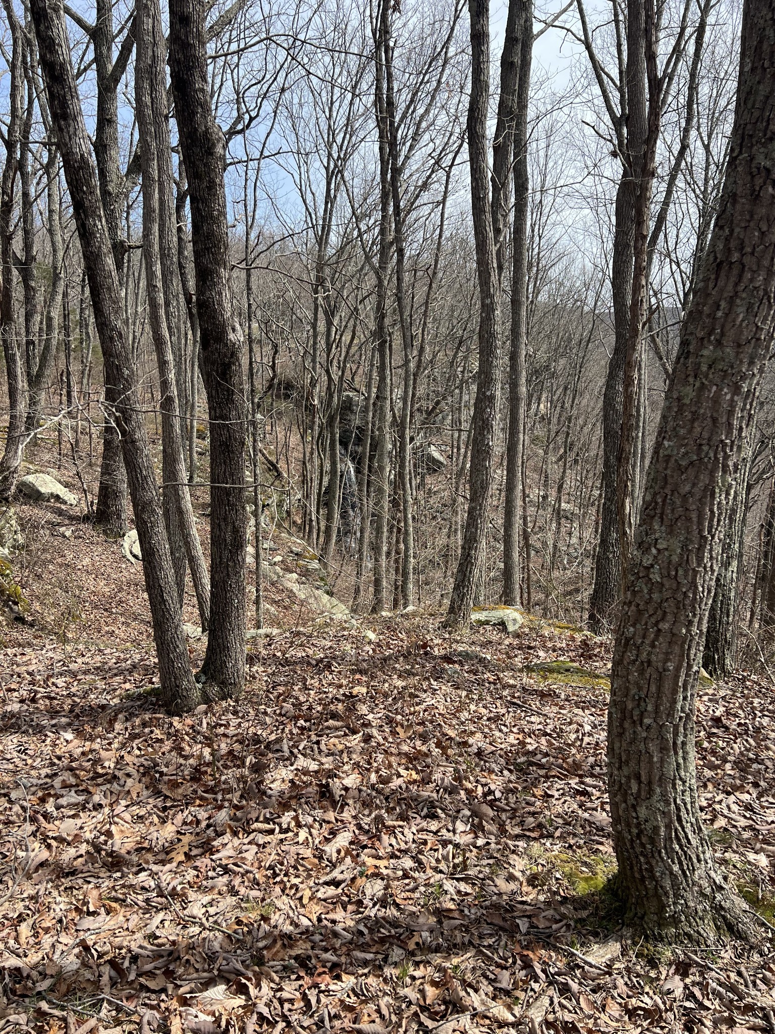 4441 Deer Run Road