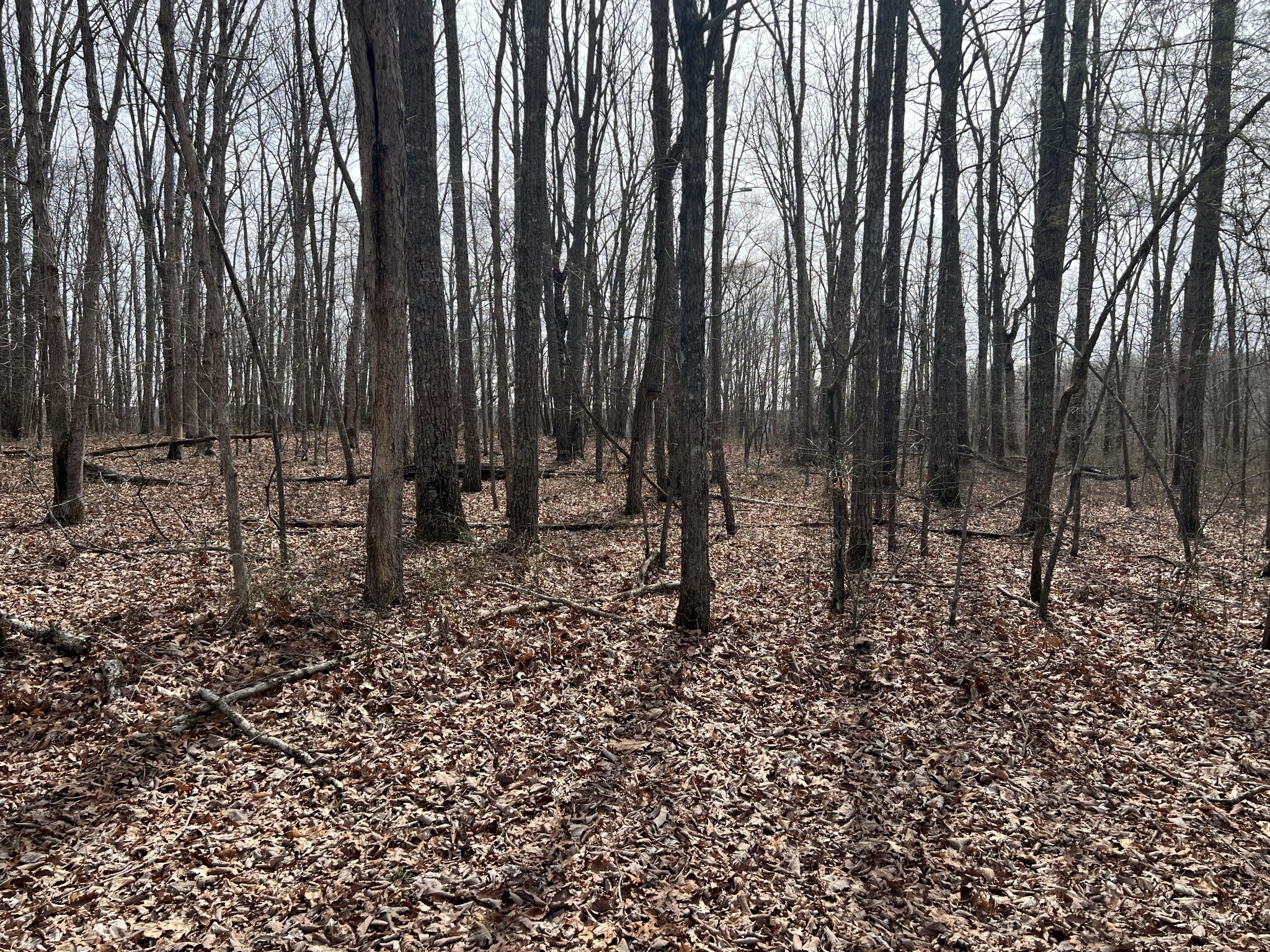 4441 Deer Run Road
