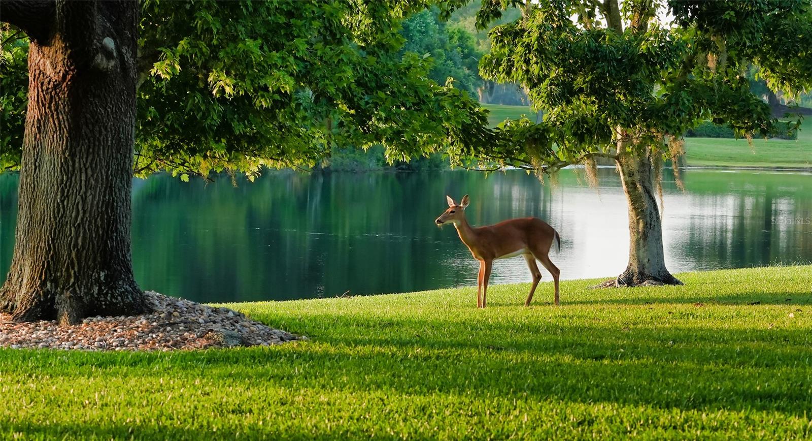 7724 ALISTER MACKENZIE DR