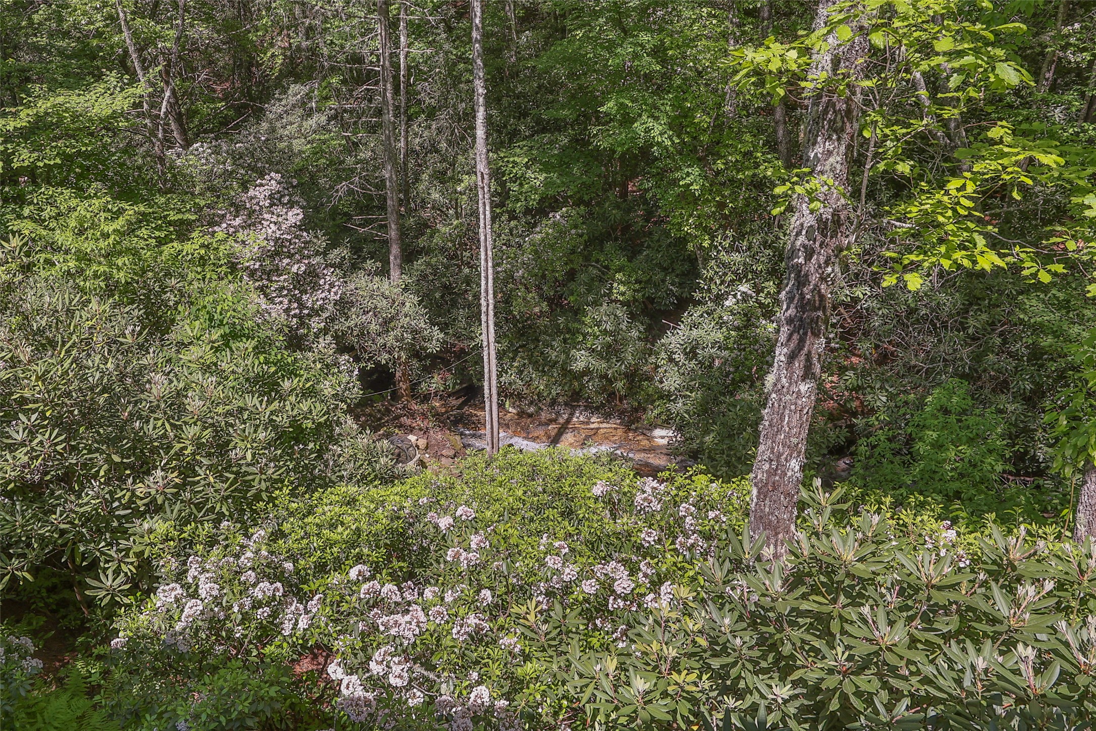 46 White Dogwood Court