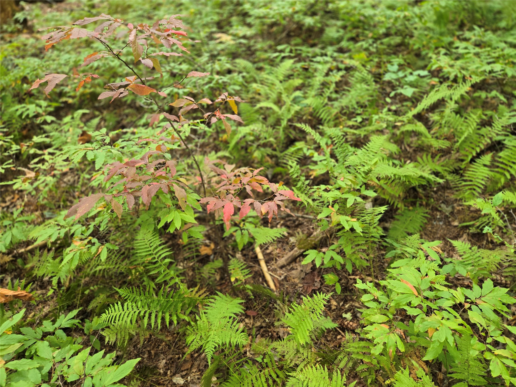 557 Country Club Estate