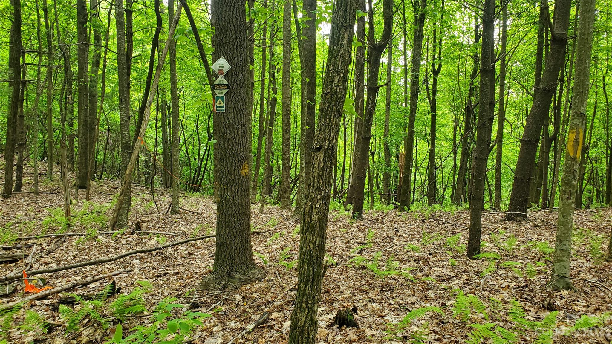 135 Mad Bear Trail