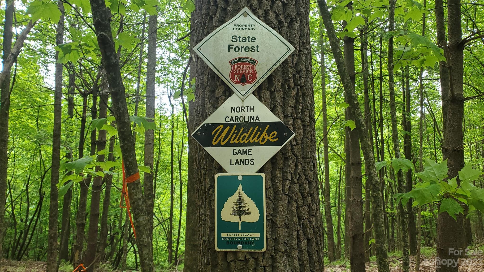 135 Mad Bear Trail