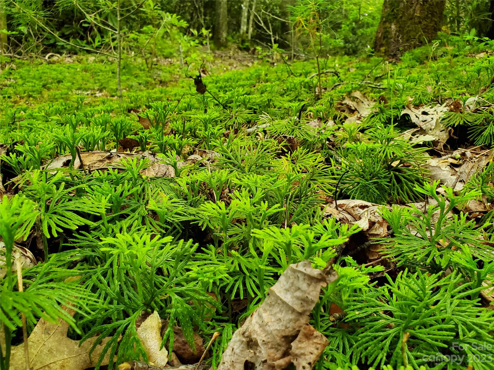 2349 Pisgah Forest Drive