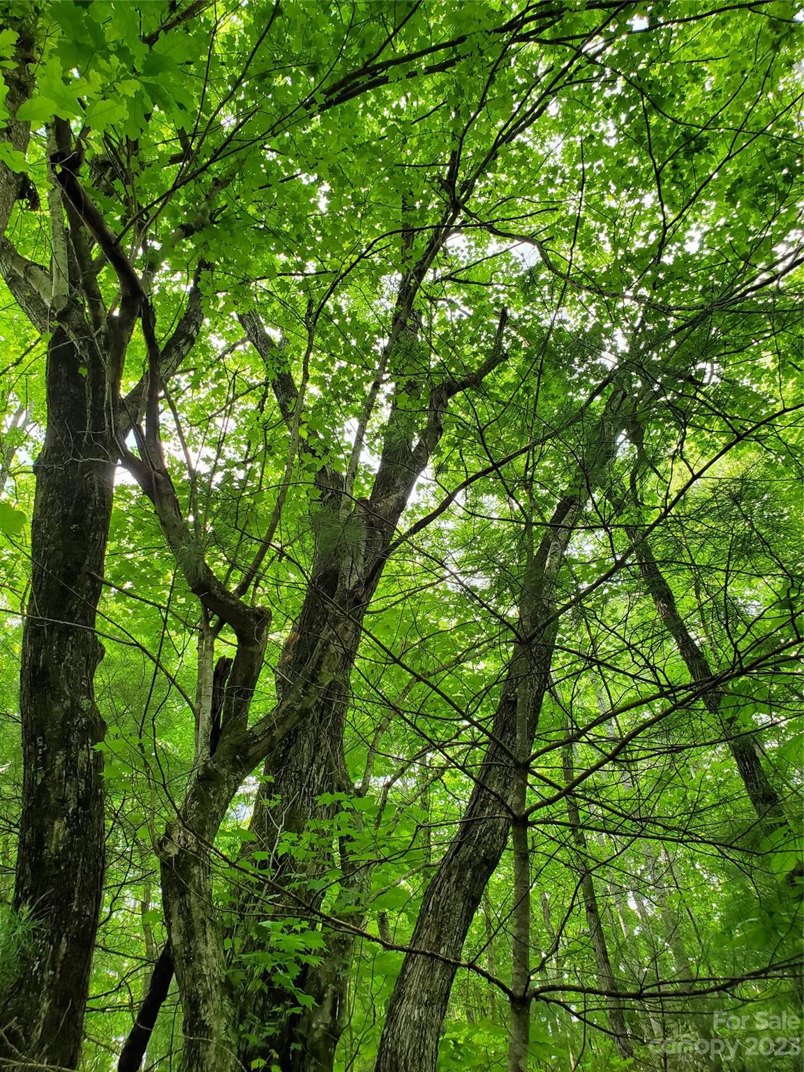 2349 Pisgah Forest Drive