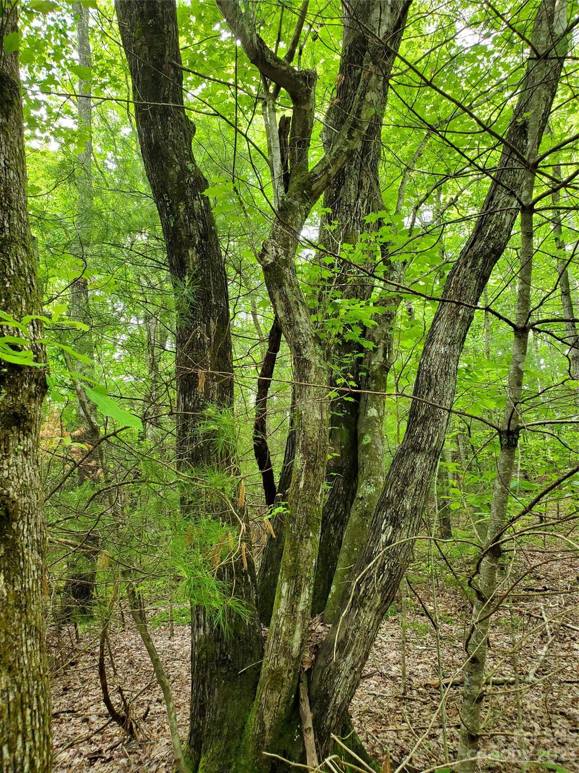 2349 Pisgah Forest Drive