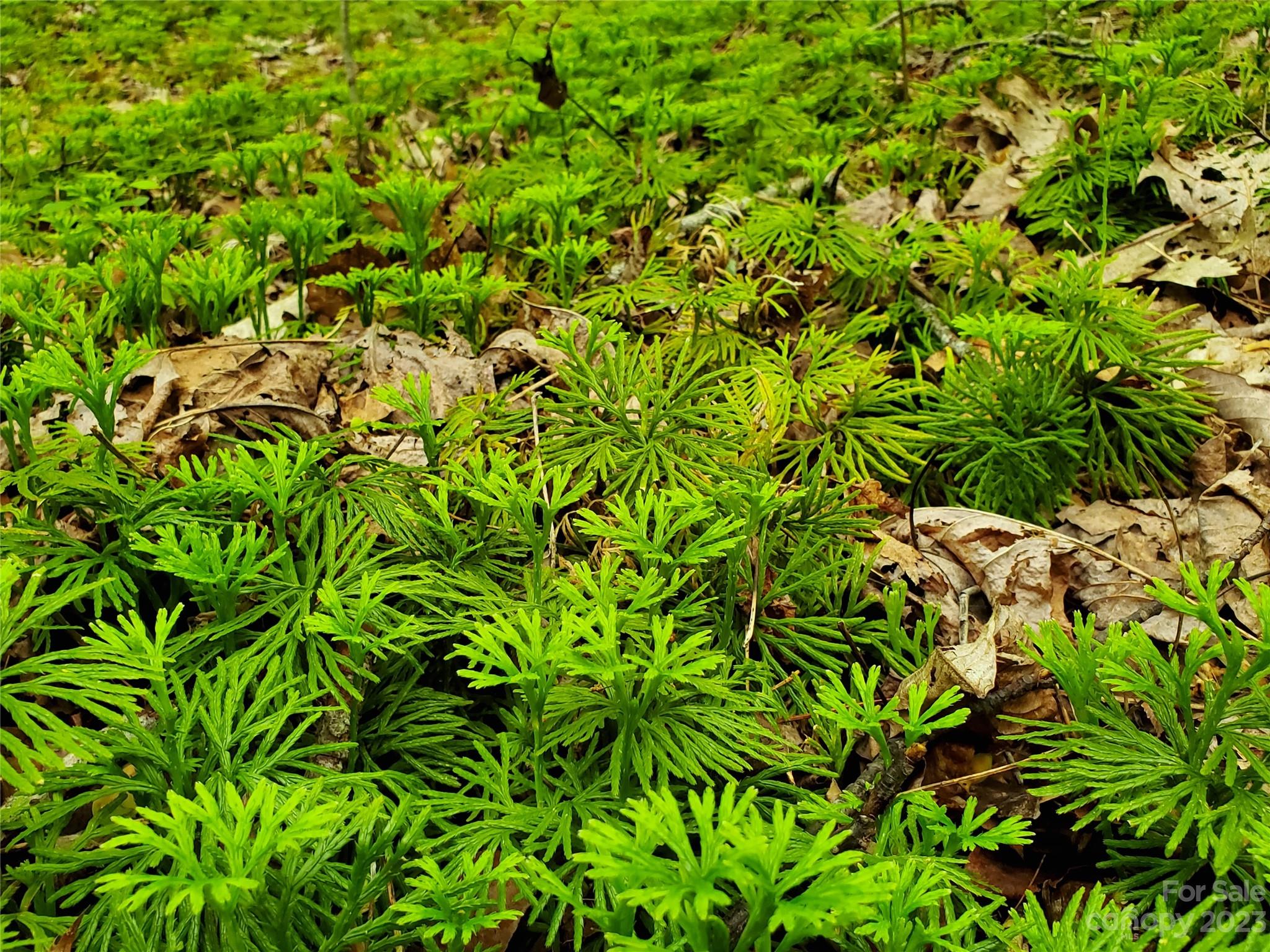 2349 Pisgah Forest Drive