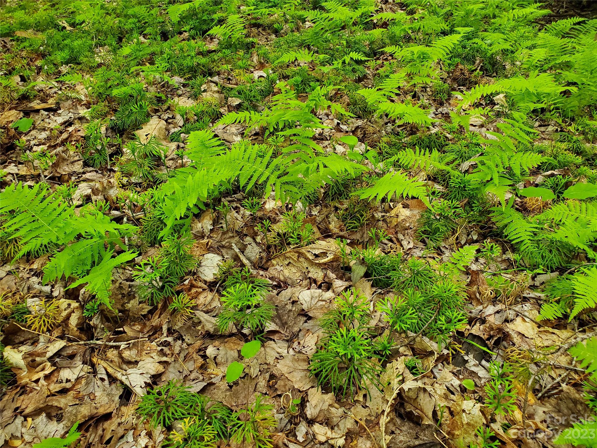 2349 Pisgah Forest Drive