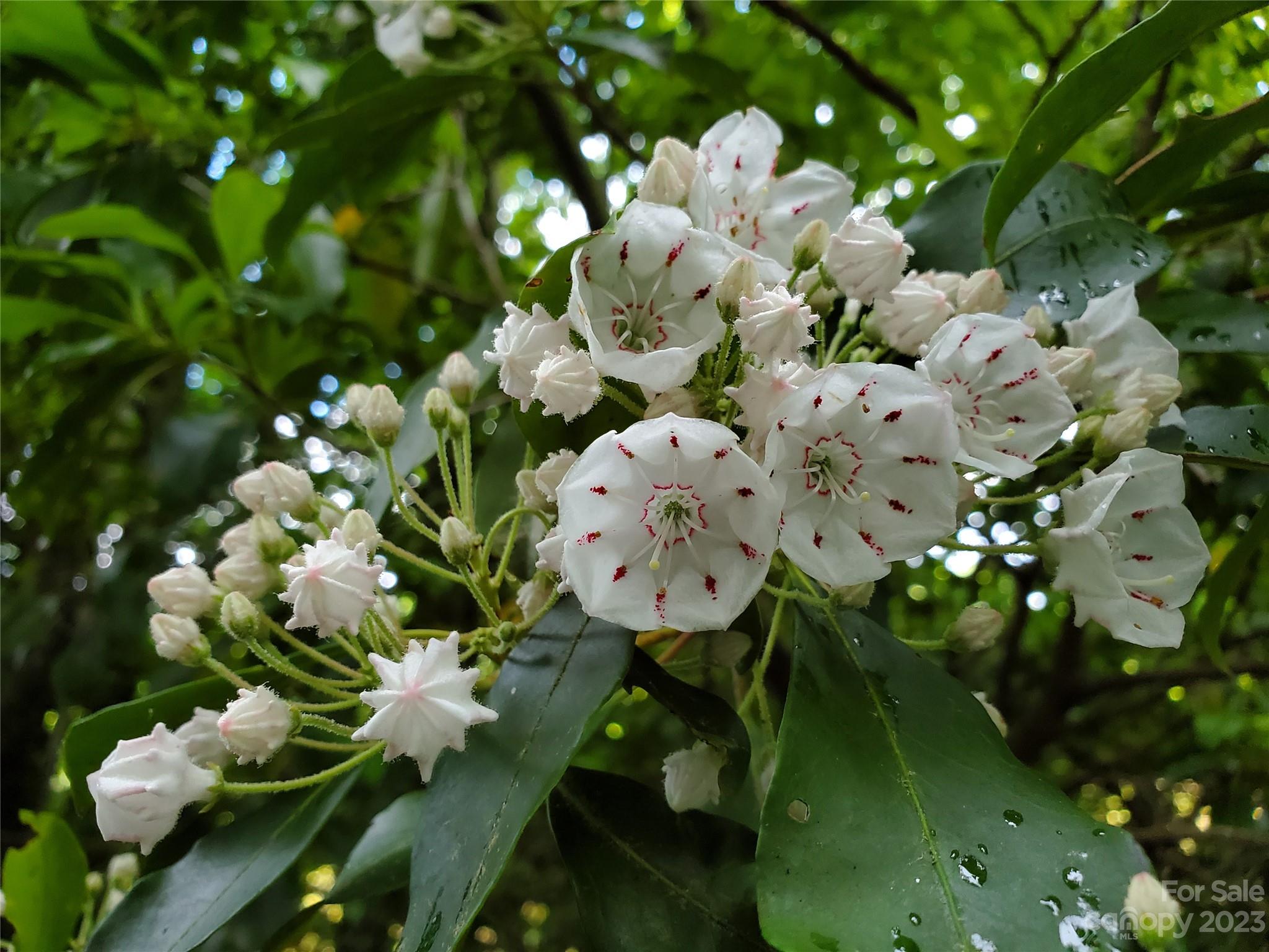 2349 Pisgah Forest Drive