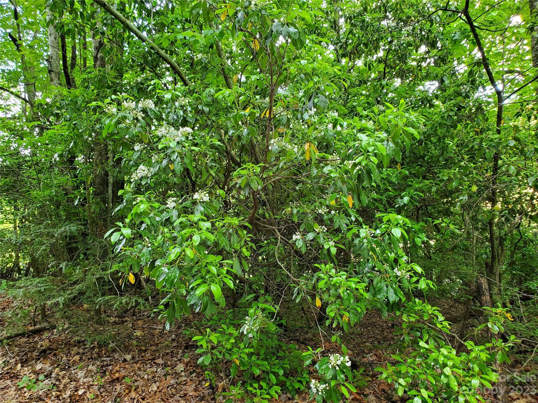 2349 Pisgah Forest Drive