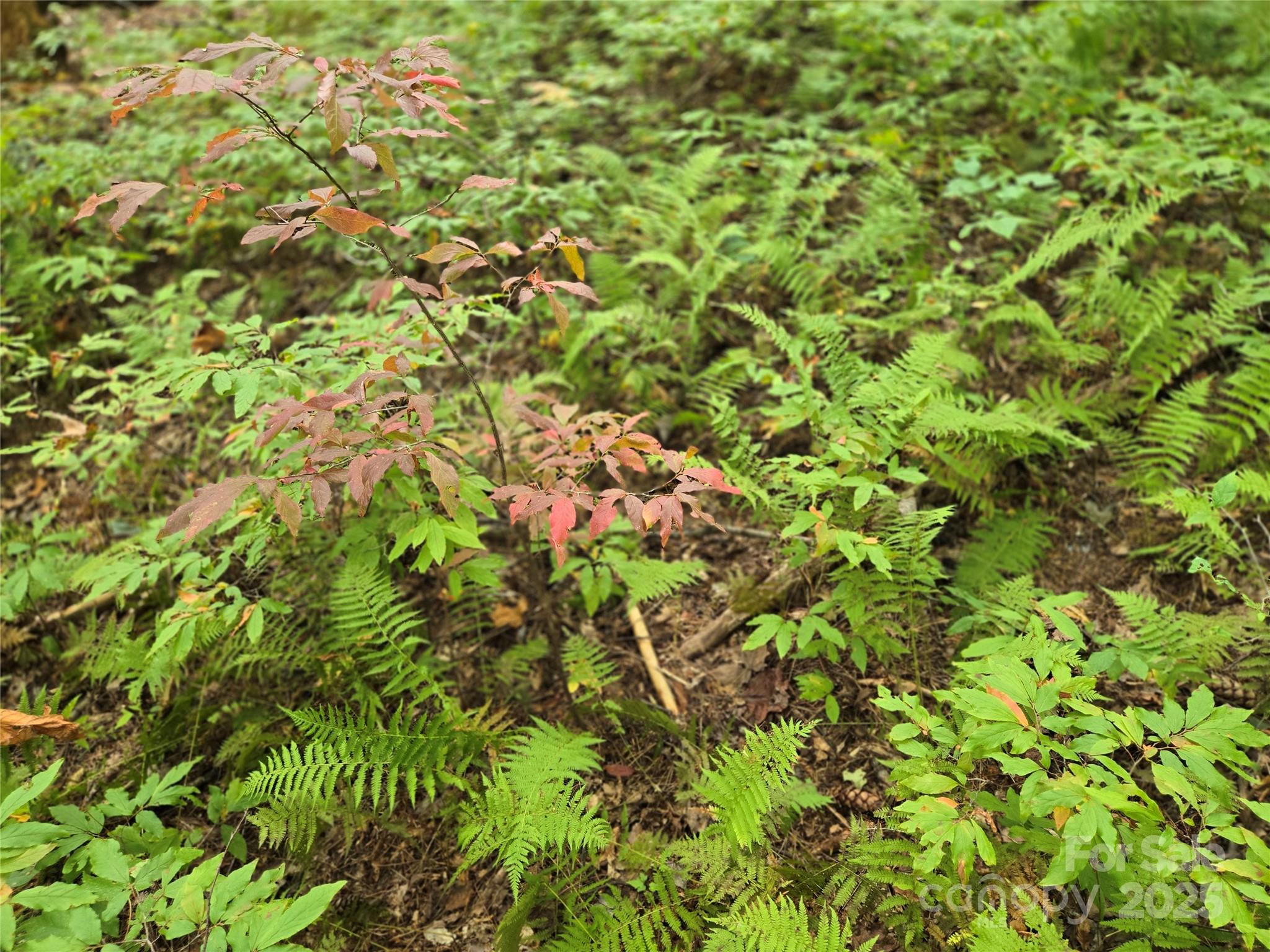 557 Country Club Estates Drive