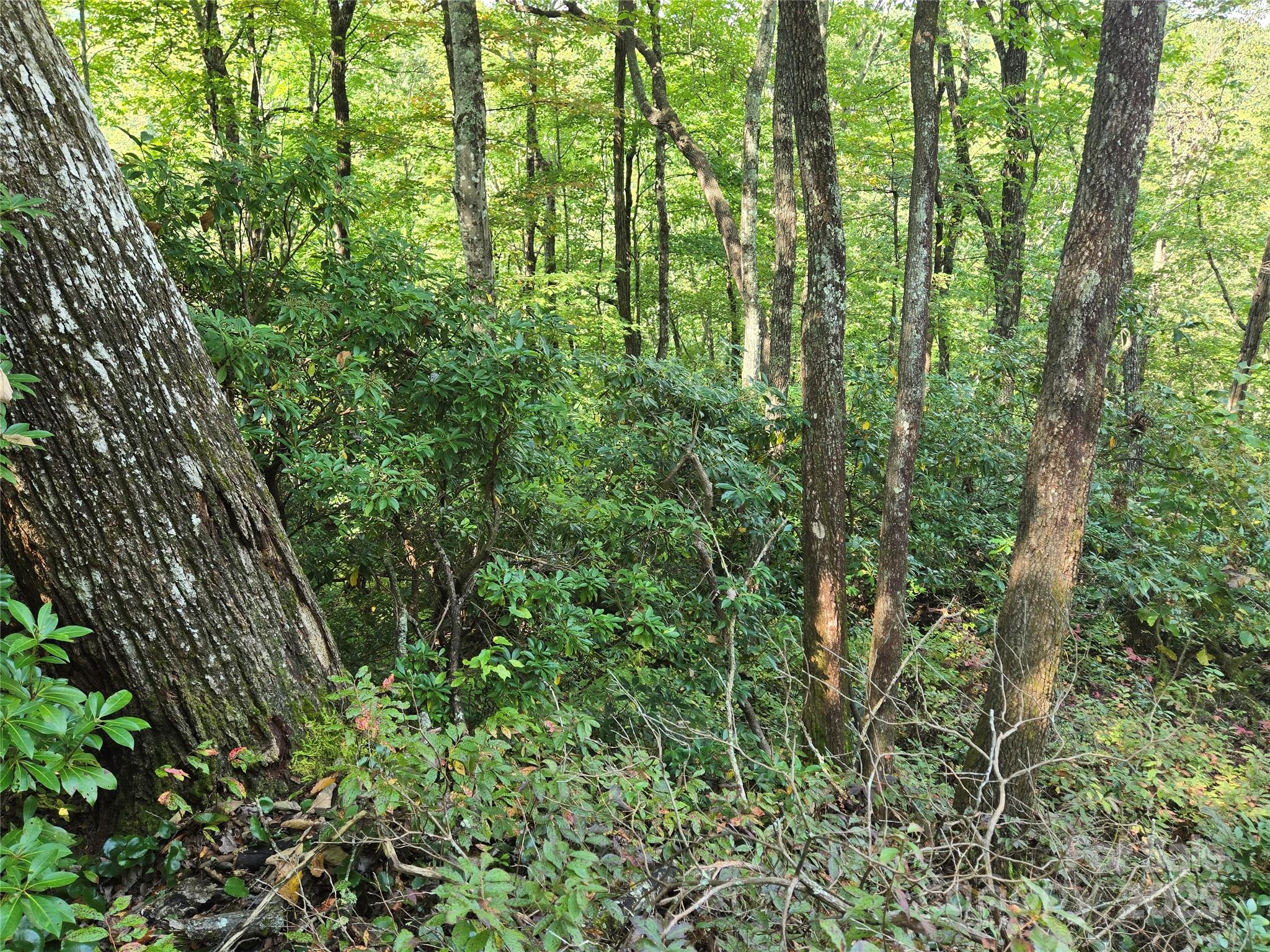 303 Ladd Ridge
