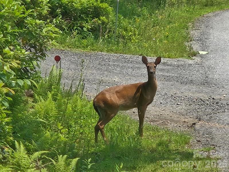 229 Hubbard Hollow Road