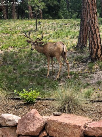 15879 Wildhaven Lane