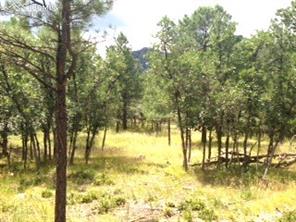 667 Silver Oak Grove