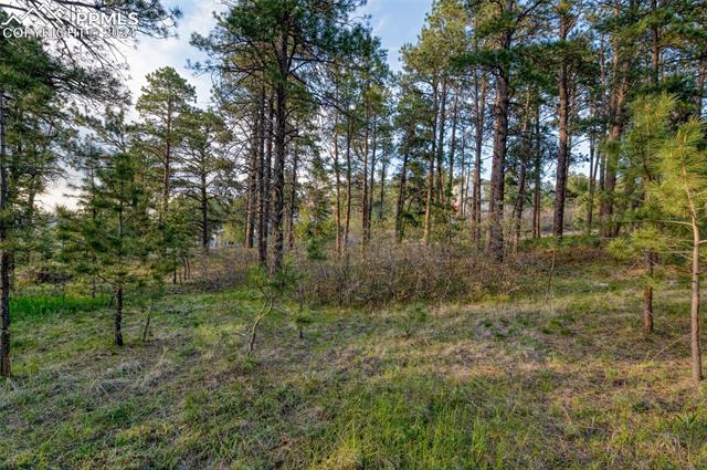 1295 Lone Scout Lookout