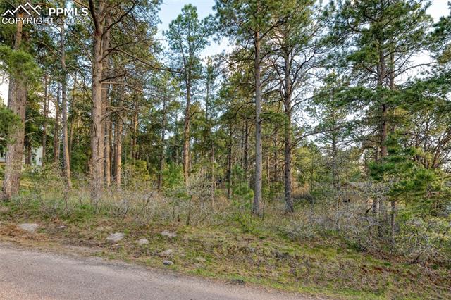 1295 Lone Scout Lookout