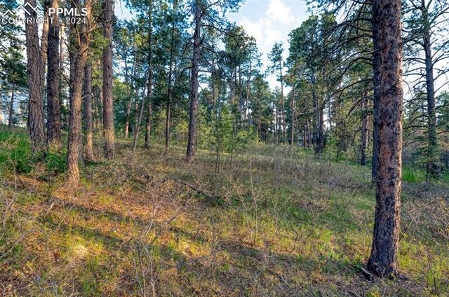 1295 Lone Scout Lookout