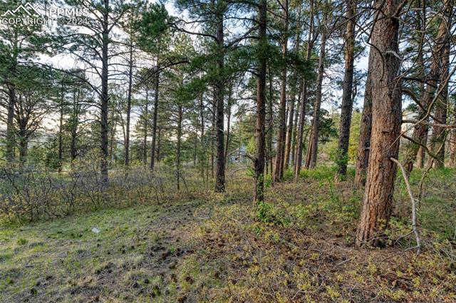 1295 Lone Scout Lookout