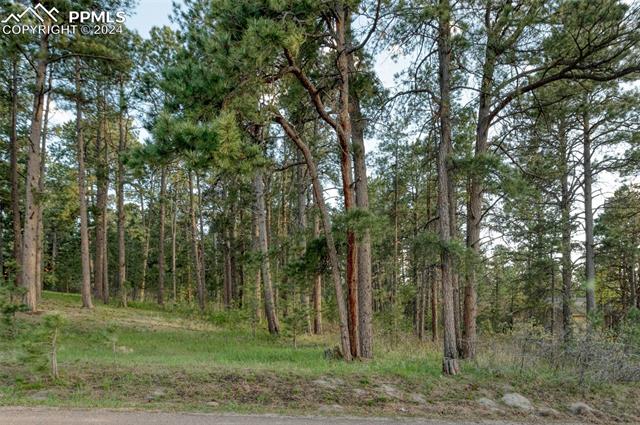 1295 Lone Scout Lookout