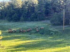 210 Saddlehorn Trail