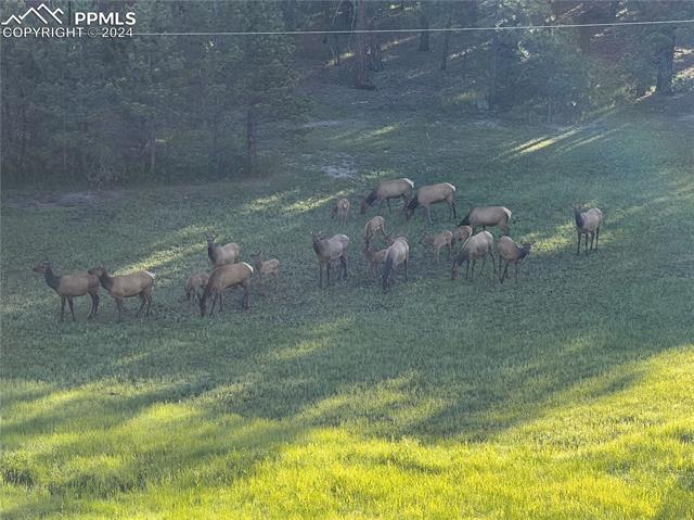 210 Saddlehorn Trail